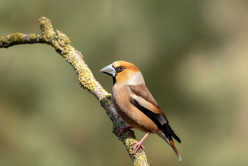 Hawfinch man by Tanja van Beuningen