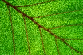 Leaf detail by Sjoerd van der Wal Photography
