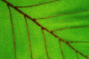 Leaf detail by Sjoerd van der Wal Photography