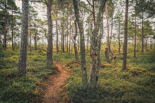 Parc national de Store Mosse [III]