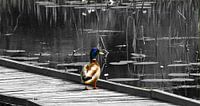 Eend-Duck-Canard-Ente-Anatra