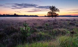 Enchanting Heath Landscape at Sunrise: Misty Morning with Young Life