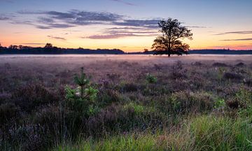 Enchanting Heath Landscape at Sunrise: Misty Morning with Young Life
