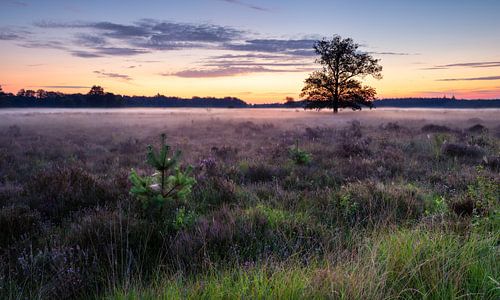 Betoverend Heidelandschap bij Zonsopkomst: Nevelige Ochtend met Jong Leven