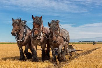 Équipe de trois hommes labourant un champ de chaume