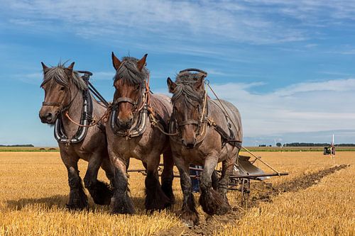 Three-man team ploughing a stubble field