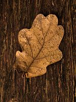 Herfstblad op hout