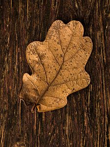 Herfstblad op hout van FotoSynthese