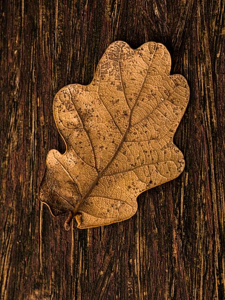 importeren Absorberen verlangen Herfstblad op hout van FotoSynthese op canvas, behang en meer