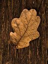 Herfstblad op hout van FotoSynthese thumbnail