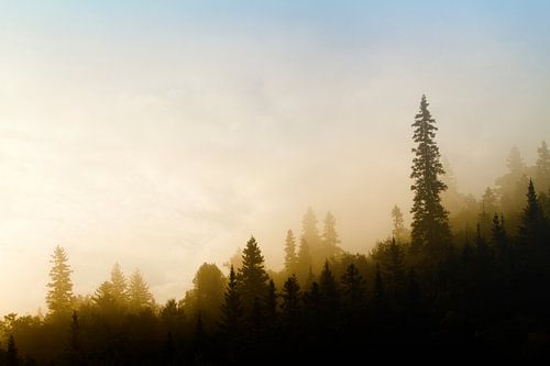 Forêt Noir II