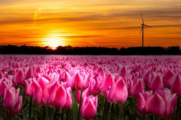 Tulpenvelden, Bollenvelden in Nederland bij zonsondergang van Gert Hilbink