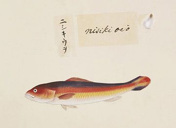 Unidentified fish, Kawahara Keiga by Fish and Wildlife