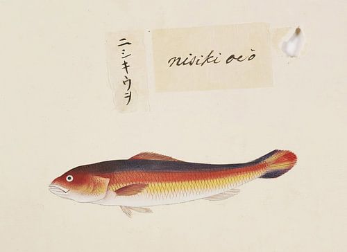 Unidentified fish, Kawahara Keiga
