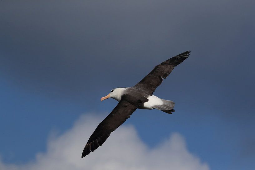 Black-browed Albatros ( Thalassarche melanophris ) or Mollymawk Helgoland Island Germany par Frank Fichtmüller