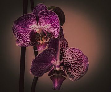 Orchideeën van Robby's fotografie