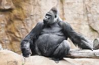 Ein mächtig dominanter männlicher Gorilla sitzt von Michael Semenov Miniaturansicht