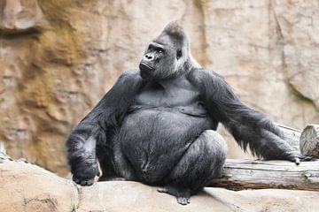 A powerful dominant male gorilla sits by Michael Semenov