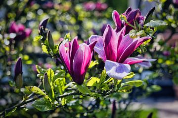Magnolia bloesem van Carl-Ludwig Principe