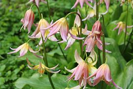 Eritronium dens canis van Erick van Bommel