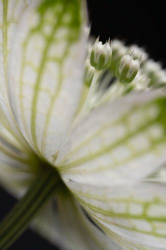 Biophilic design: Achter de bloemblaadjes