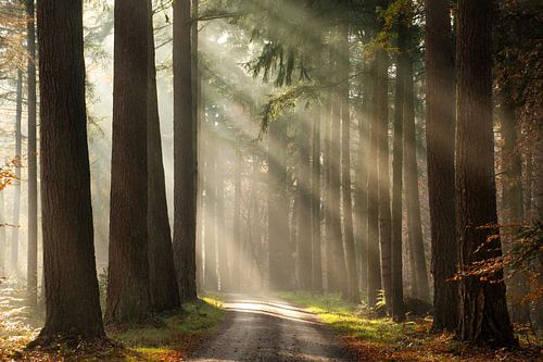 Zonnestralen schijnen door bomen in de mistige ochtend
