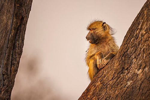 Portret van een denkende Baviaan