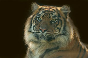 Tiger, Panthera Tigris von Gert Hilbink