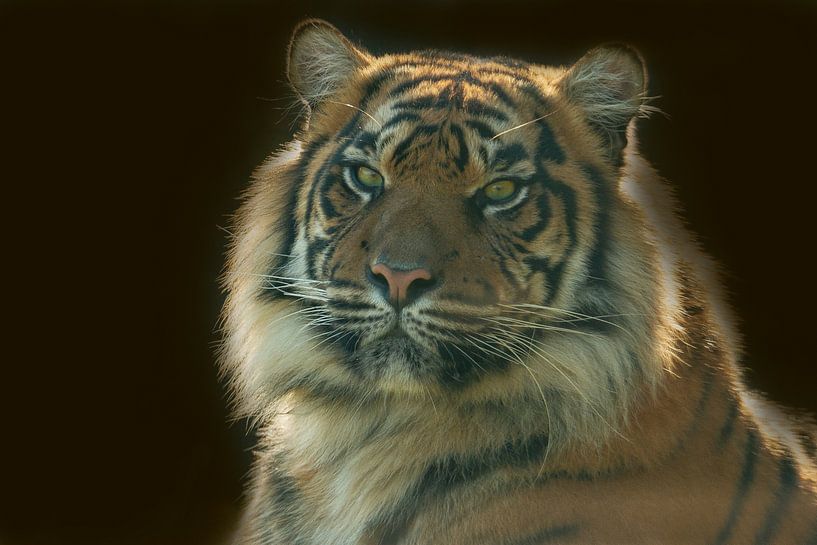Tiger, Panthera Tigris by Gert Hilbink