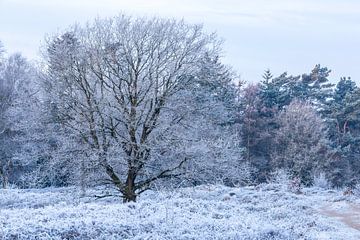 Paysage d'hiver sur P Kuipers