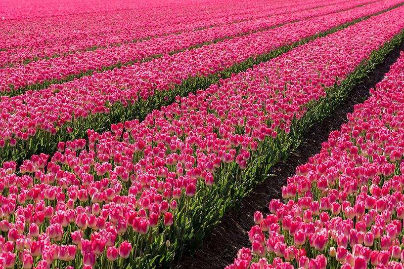 Tulip field with pink tulips. by Albert Beukhof