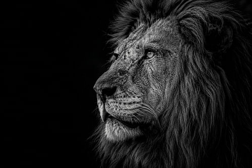 Silent King – Schwarz-Weiß-Löwen-Wanddekoration – Majestätisches Löwenporträt – Luxuriöse Tierfotografie – Moderne Safari-Wandkunst
