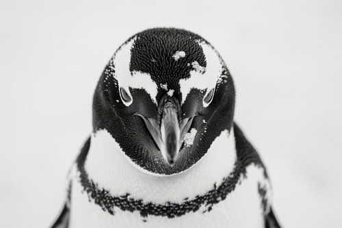 Pingouin en noir et blanc