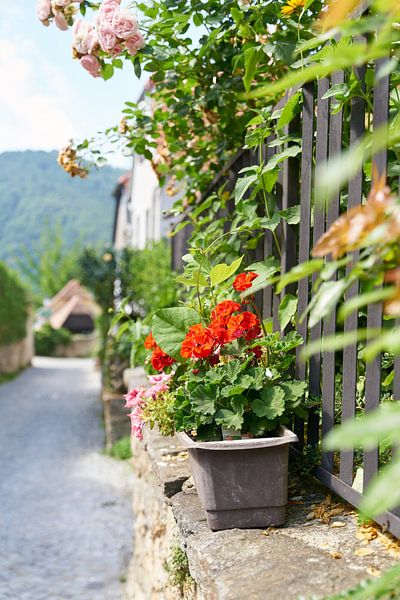 Géraniums sur un mur par Heiko Kueverling
