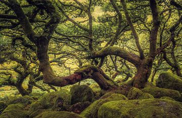 High-altitude oak woodland by Loris Photography