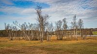 Birch