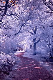 Mooi magisch paadje van Fotografie Marco Houben