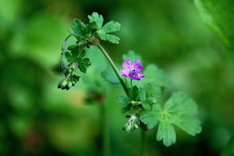 Lentebloem 2 van t.ART