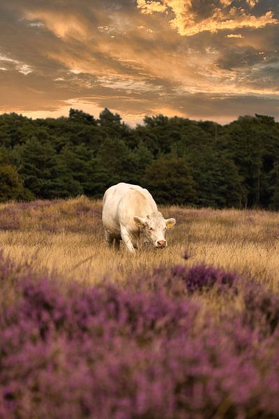 Cow in lavender field by Lens Design Studio