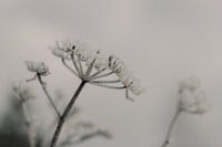 Macro photo - Ice on flower 3