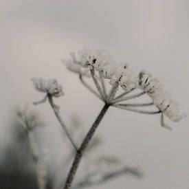 Makroaufnahme - Eis auf Blume 3 von Diewke Eerdekens