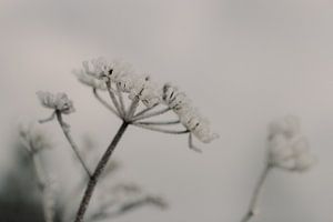 Makroaufnahme - Eis auf Blume 3 von Diewke Eerdekens