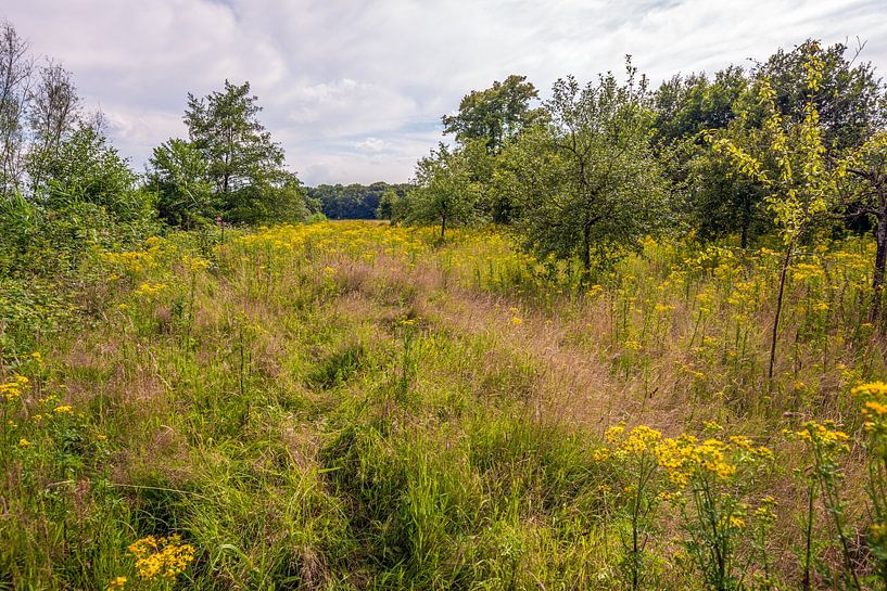 Varied wild plants and flowers in the Markdal, Breda, Netherlands by Ruud Morijn