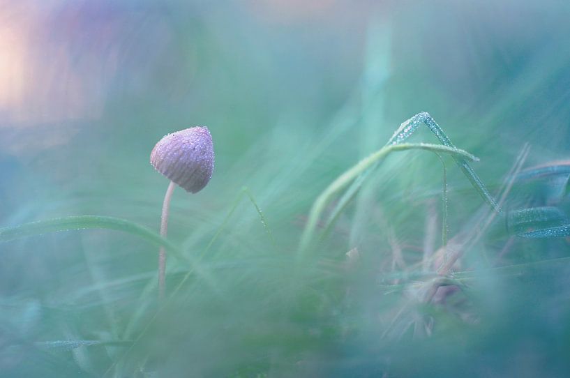 Macro - Paddenstoel par Angelique Brunas