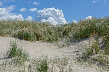 Panneau de dunes avec herbe à marmotte sur Walter Frisart