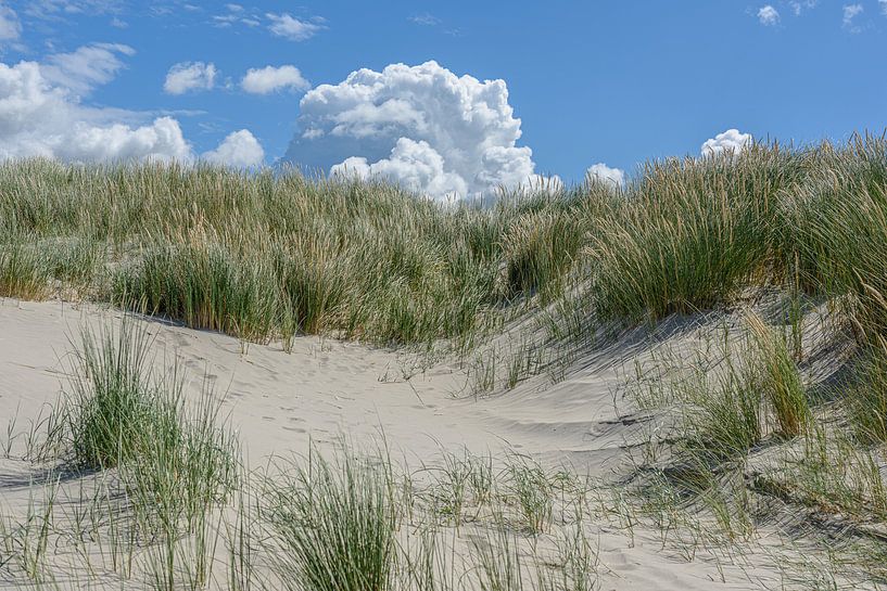 Dune pan with marram grass by Walter Frisart