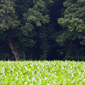 Agrarlandschaft im Achterhoek, Umgebung von Winterswijk (4) von André Blom Fotografie Utrecht