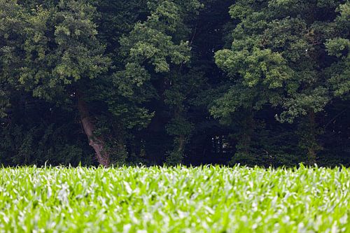 Agrarisch landschap in de Achterhoek, omgeving Winterswijk (4) van André Blom Fotografie Utrecht