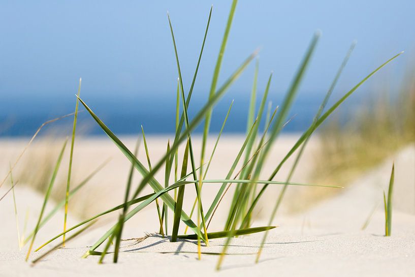 Helmgras in de duinen aan de kust van fotogevoel .nl