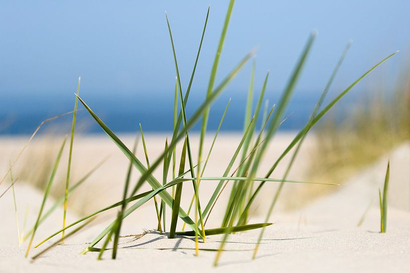 Herbes hautes dans les dunes côtières par fotogevoel .nl